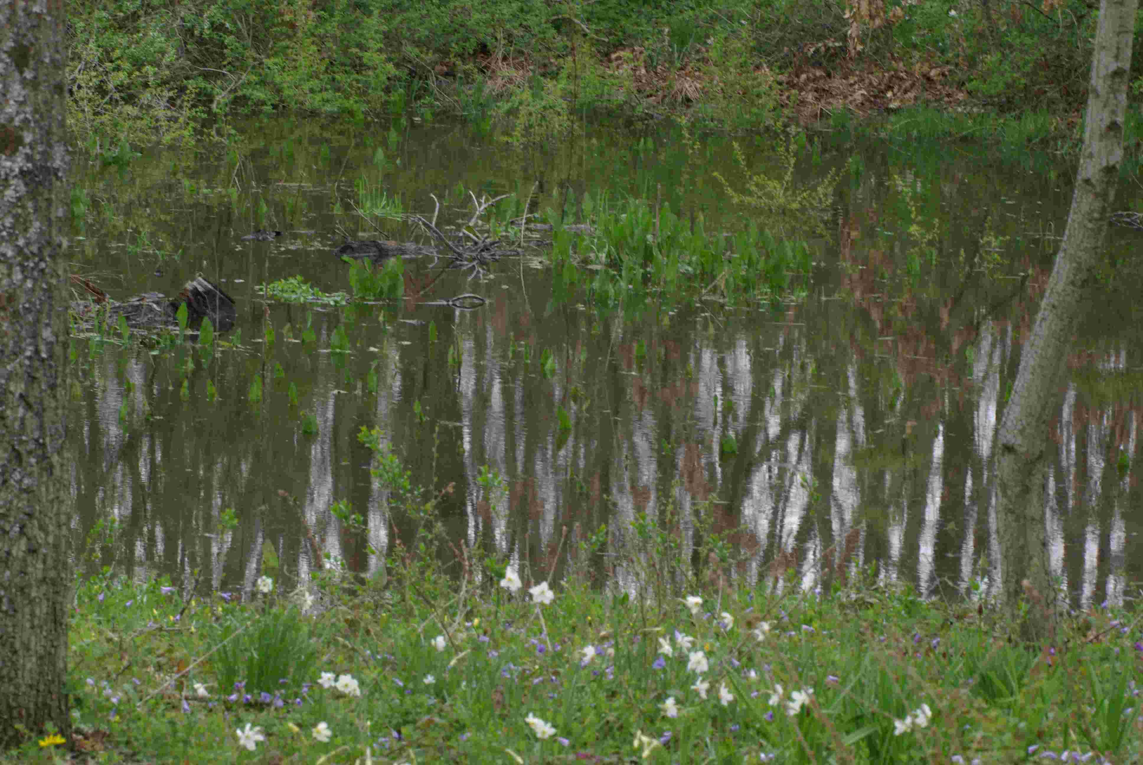 Narcissus poeticus / Narciso dei poeti